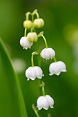  Lily of the valley, Convallaria majalis, flowers and leaves, spring, Lower Saxony, Germany 