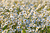  Daisy, Common Daisy, Leucanthemum vulgare, Chrysanthemum leucanthemum, blooming, Mecklenburg-Western Pomerania, Germany 