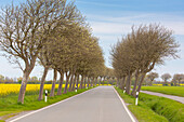  Common whitebeam, Sorbus aria, avenue in flowering rapeseed, Schleswig-Holstein, Germany 