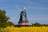  Windmill Borgsum zur Rapsbluete, Foehr Island, North Frisia, Schleswig-Holstein, Germany 