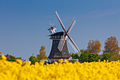 Windmühle Oldsum zur Rapsblüte, Insel Föhr, Schleswig-Holstein, Deutschland