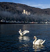  Stolzenfels Castle in the morning mist, swimming swans in the foreground, Koblenz, Upper Middle Rhine Valley, Rhineland-Palatinate, Germany 