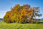  Autumnal group of trees in the Alpine foothills, Bavaria, Germany 