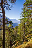 Herbstwald, auf dem Weg zum Osterfeuerkopf, Eschenlohe, Bayern, Deutschland, Europa