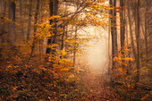  Autumn forest near Andechs, Bavaria, Germany 