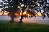  Foggy morning in the Oberland, Bavaria, Germany 