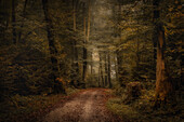  Autumn forest near Andechs, Bavaria, Germany 