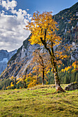 Morgenstimmung auf dem Großen Ahornboden im Herbst, Karwendel, Eng, Hinterriß, Tirol, Österreich