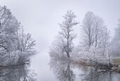  Hoarfrost morning on the Loisach near Kochel am See, Upper Bavaria, Bavaria, Germany, Europe 