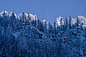  Shining mountain ridge below the Herzogsstand, trees covered with hoarfrost, Kochel am See, Bavaria, Germany, Europe 