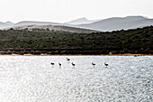 Flamingos, Porto Pino, Sardinien, Südküste, Italien