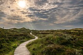  Boardwalks through dune landscape, heathland, heath, heather, Amrum Dunes Nature Reserve, hiking trail, dune, North Frisian Island, North Frisia, Schleswig-Holstein, Schleswig-Holstein Wadden Sea National Park, Amrum,  