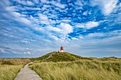  Boardwalk to the cross-marked light, heathland, heath, heather, hiking trail, Amrum Dunes nature reserve, dune, North Frisian island, North Frisia, Schleswig-Holstein, Schleswig-Holstein Wadden Sea National Park, Amrum, \n 