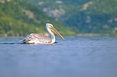  Pelican on Lake Skadar, largest lake in the Balkan Peninsula, seascape, Montenegro, Albania,  