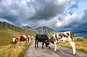  Cows blocking the road, country road, mountain pass, Durmitor mountain range, Durmitor National Park, natural landscape, landscape, panoramic route, Montenegro 