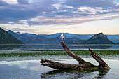  Seagull on Lake Skadar, Lake Skadar, largest lake in Southern Europe, Lake Skadar National Park, natural landscape, lake landscape, Montenegro 