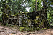  Trees growing over ruins of Ta Prohm temple in the Hindu-Buddhist temple complex of Angkor Wat, Angkor Wat, near Siem Reap, Siem Reap Province, Cambodia, Asia 