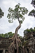  Tree growing over ruins of Ta Prohm temple in the Hindu-Buddhist temple complex Angkor Wat, Angkor Wat, near Siem Reap, Siem Reap Province, Cambodia, Asia 