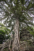  Trees growing over ruins of Ta Prohm temple in the Hindu-Buddhist temple complex of Angkor Wat, Angkor Wat, near Siem Reap, Siem Reap Province, Cambodia, Asia 