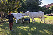  Portrait of a woman with her cattle, Srae Thmei, Rolea B&#39;ier District, Kampong Chhnang, Cambodia, Asia 