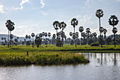  Man tries his luck fishing in a pond next to rice fields, Srae Thmei, Rolea B&#39;ier District, Kampong Chhnang, Cambodia, Asia 