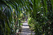  Man riding a bicycle on a path in the hinterland of Ben Tre in the Mekong Delta, Quoi Son, Chau Thanh, Ben Tre, Vietnam, Asia 