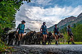  Almabtrieb, Viehscheid Oberstdorf, farmers and cows in front of mountain panorama, horned cows, Stillachtal, Alps, Oberallgäu, Germany\n 