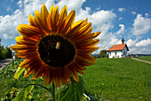  Small chapel in the Oberallgäu, village idyll, bee pollinates sunflower, village chapel, church, Alps, Oberallgäu, Bavaria, Germany\n 