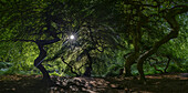  Witches&#39; Forest Lietzow, Semper Forest Park, Dwarf Beeches, Süntel Beeches, Rügen, Germany, Panorama\n 