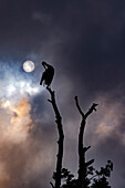  White stork, stork sitting on branch with full moon and dramatic cloudy sky, preening feathers, stork village, UNESCO biosphere reserve, Spreewald, local recreation area, Brandenburg, Germany\n 