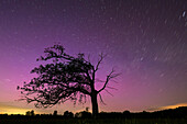  Northern lights over the Spreewald in front of tree silhouette, long exposure, night shot, star trails, aurora borealis, UNESCO biosphere reserve, Spreewald, local recreation area, Brandenburg, Germany\n 