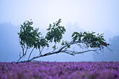  Flowering heathland in the morning mist between birch trees, fog, birch trees, birch forest, Dahme-Spreewald military training area, Brandenburg, Germany\n 