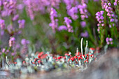  Red flowering lichen in front of flowering heather plants, heather blossom, heath landscape, UNESCO biosphere reserve, Spreewald, local recreation area, Brandenburg, Germany\n 