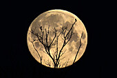  Bird silhouettes in the tree in front of super moon, full moon, night shot, silhouette, dead tree, dead wood, UNESCO biosphere reserve, Spreewald, local recreation area, Brandenburg, Germany\n 