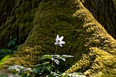  Forest landscape, forest, forest floor, tree root, tree moss, moss, ground cover, spring bloomer, wood anemone in sunlight, UNESCO biosphere reserve, Spreewald, local recreation area, Brandenburg, Germany, swirl bokeh, swirl effect, swirl lens, vintage lens\n 