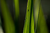  Insect mosquito, mosquito on reed leaf in silhouette, light and shadow, Marko, close-up, UNESCO biosphere reserve, Spreewald, local recreation area, Brandenburg, Germany\n 