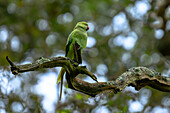  Parrot, Ring-necked Parakeets in tree, Alexandrine Parakeet, Richmond Park, Greater London, London, UK, Great Britain, \n 