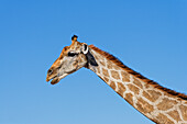  Giraffe, Okaukuejo, Etosha National Park, Nambia, Africa 