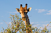  Giraffe eating, Okaukuejo, Etosha National Park, Namibia, Africa 