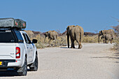  A herd of elephants crossing the road, Okaukuejo, Etosha National Park, Namibia, Africa 