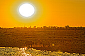  Rhinos at sunset at the waterhole in the camp, Okaukuejo, Etosha National Park, Namibia, Africa 