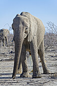 Elefanten, Okaukuejo, Etosha Nationalpark, Nambia, Afrika