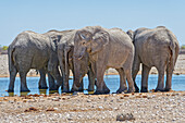  Elephants at a waterhole, Okaukuejo, Etosha National Park, Namibia, Africa 