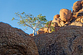  Typical barren tree in sunset light, Twyfelfontein, Kunene, Damaraland, Namibia, Africa 