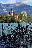  at Lake Bled with lake island Sveti Maria and castle, Bled, Julian Alps, Slovenia 