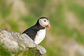 Norwegen, Insel Runde, Papageientaucher