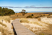  Hiking trail in Darßer Ort, Western Pomerania Lagoon Area National Park, Mecklenburg-Western Pomerania, Germany  