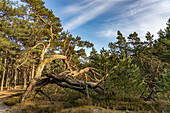  Darßer Urwald in Darßer Ort, Western Pomerania Lagoon Area National Park, Mecklenburg-Western Pomerania, Germany  