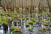  Ribnitzer Großes Moor nature reserve near Graal-Müritz, Mecklenburg-Vorpommern, Germany  