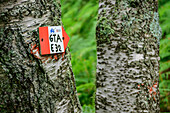  GTA signpost on tree trunk, GTA, Grande Traversée des Alpes, Biella, Alpi Biellesi, Valais Alps, Piedmont, Italy 